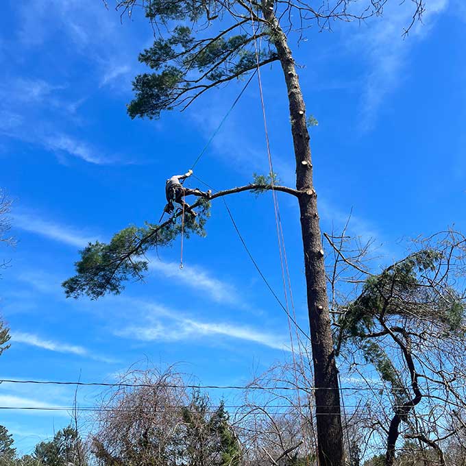 CJV Landscaping & Tree Removal Arborist Services